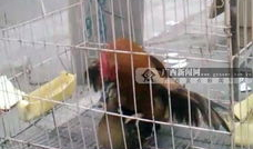 鸡交配视频,一场自然与生命的交配奇观